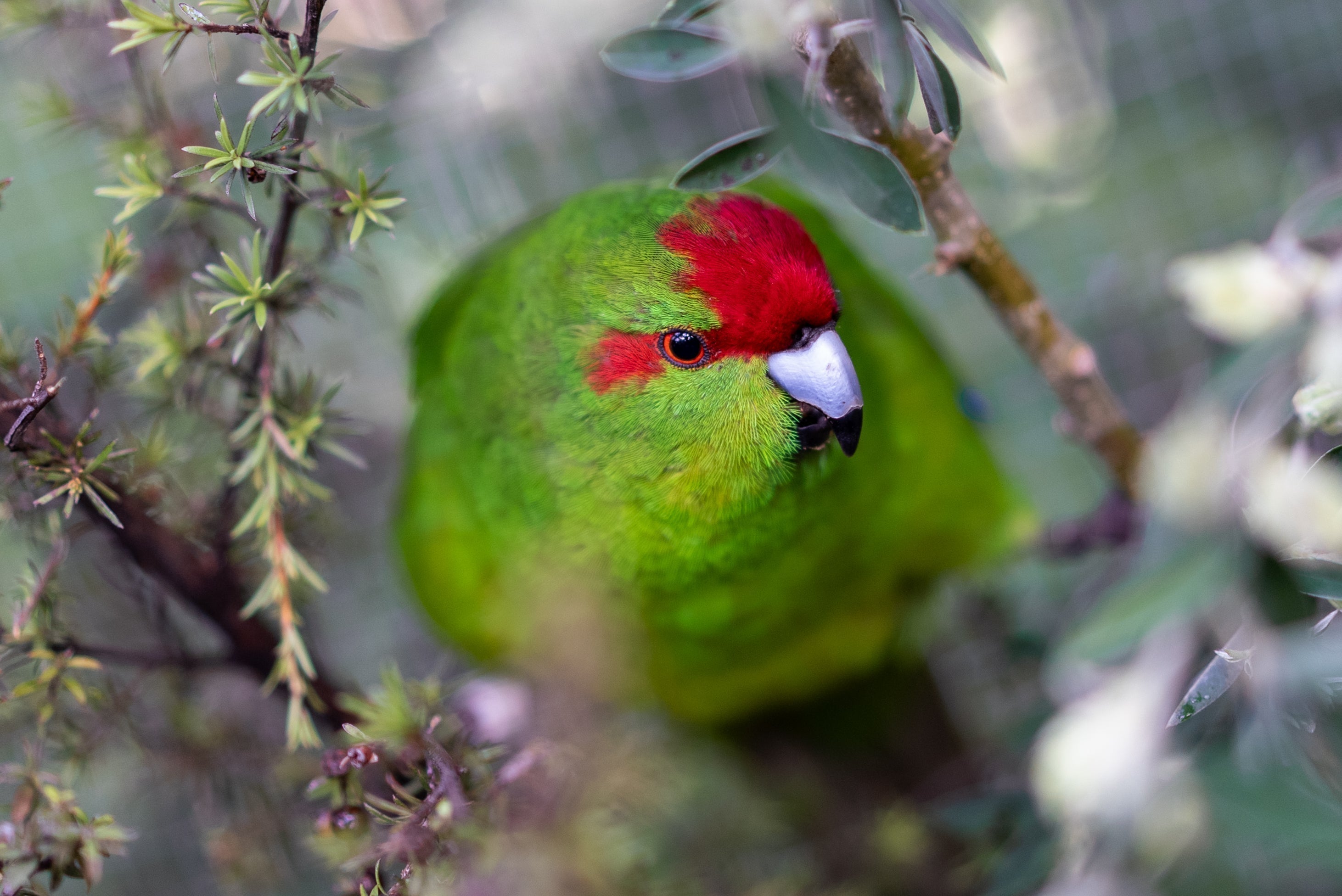 Partnering for Our Native Birds: Manu Park Supports Ngā Manu’s Red-Crowned Kākāriki Programme