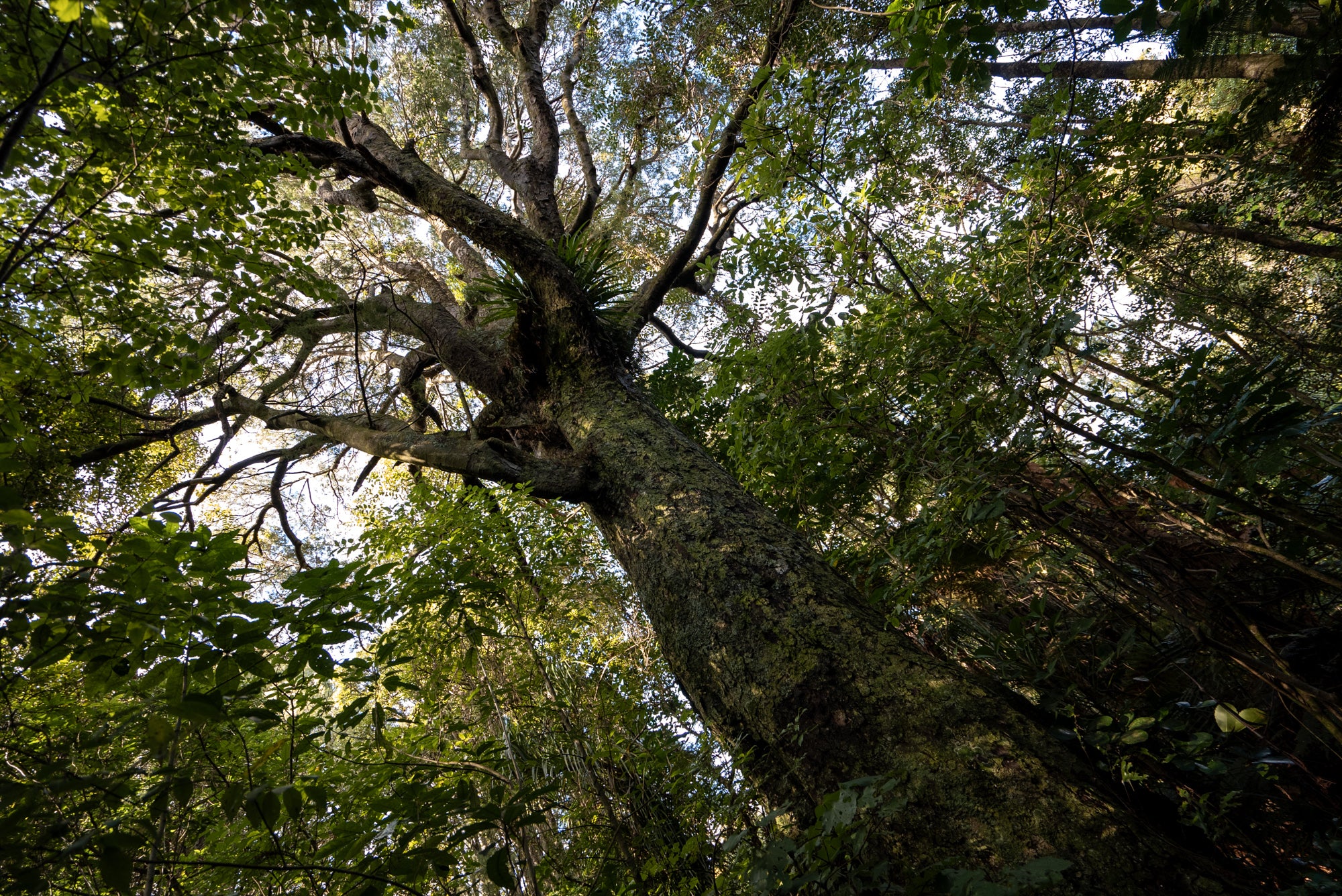 The 400 year old Kahikatea tree on the bush walk at Ngā Manu nature reserve in Waikanae on the Kāpiti coast.