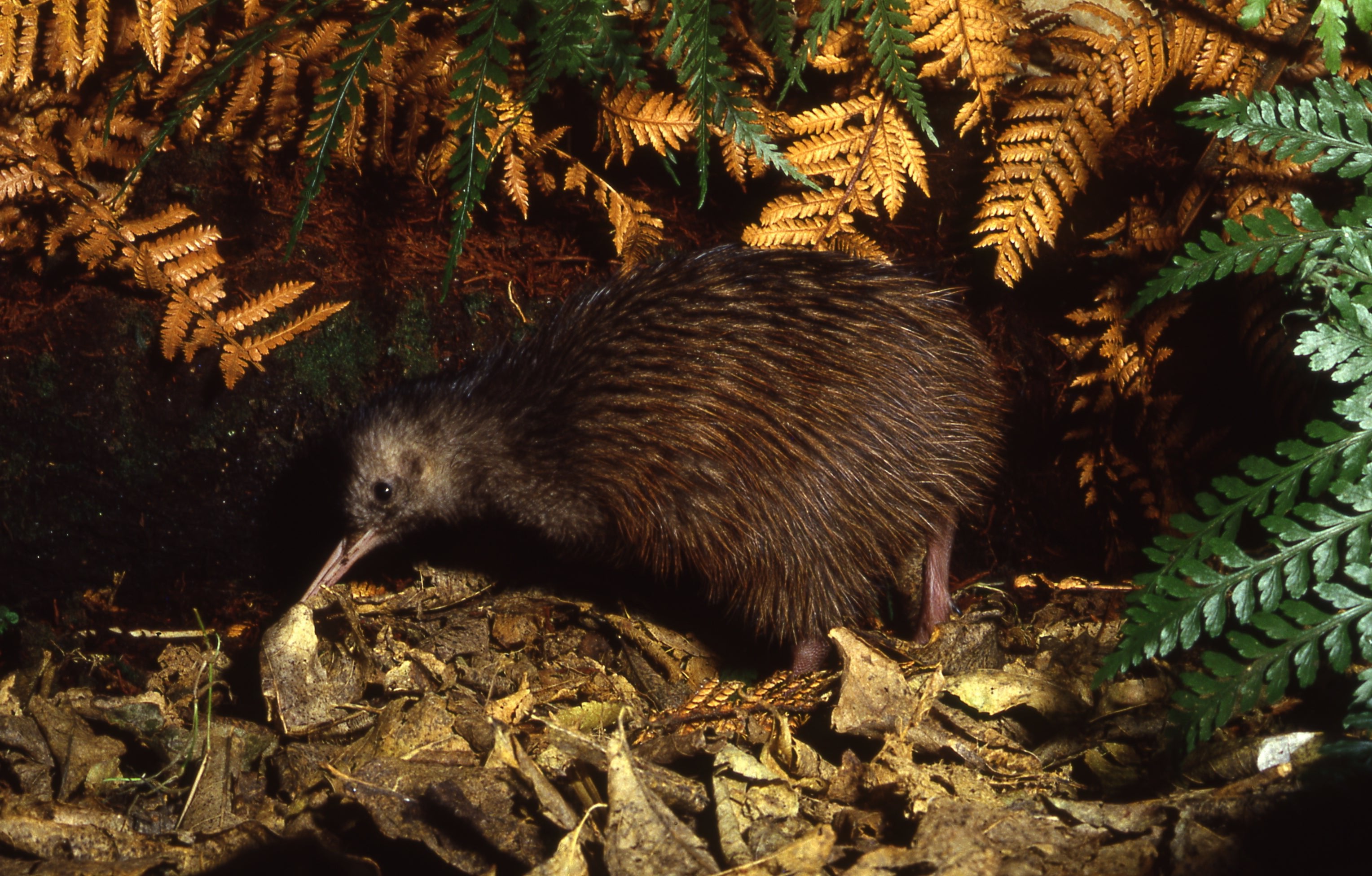 A close up of the Kiwi being cared for at Ngā Manu nature reserve in Waikanae on the Kāpiti coast.