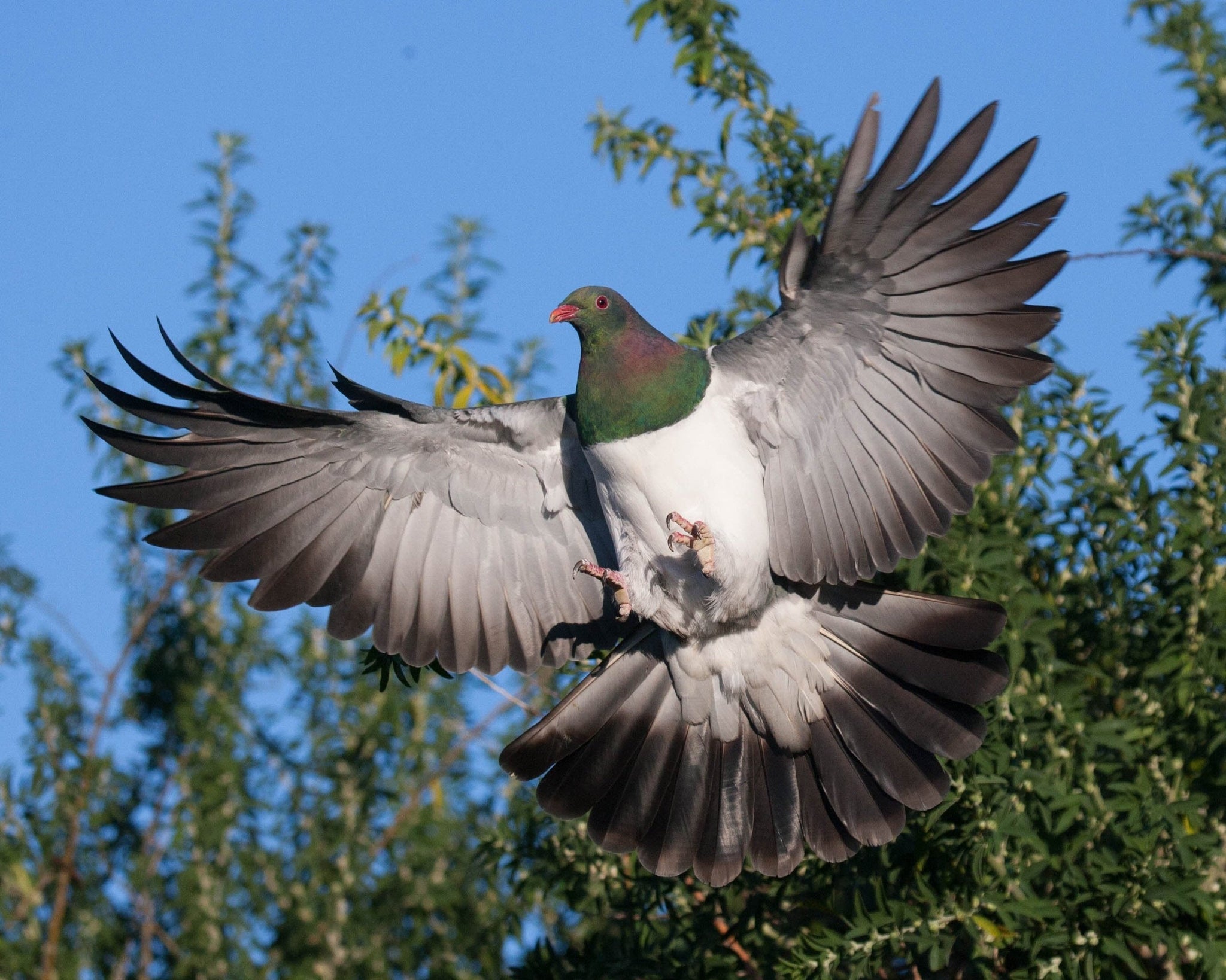 files/Kaitiakitanga_Conservation.jpg