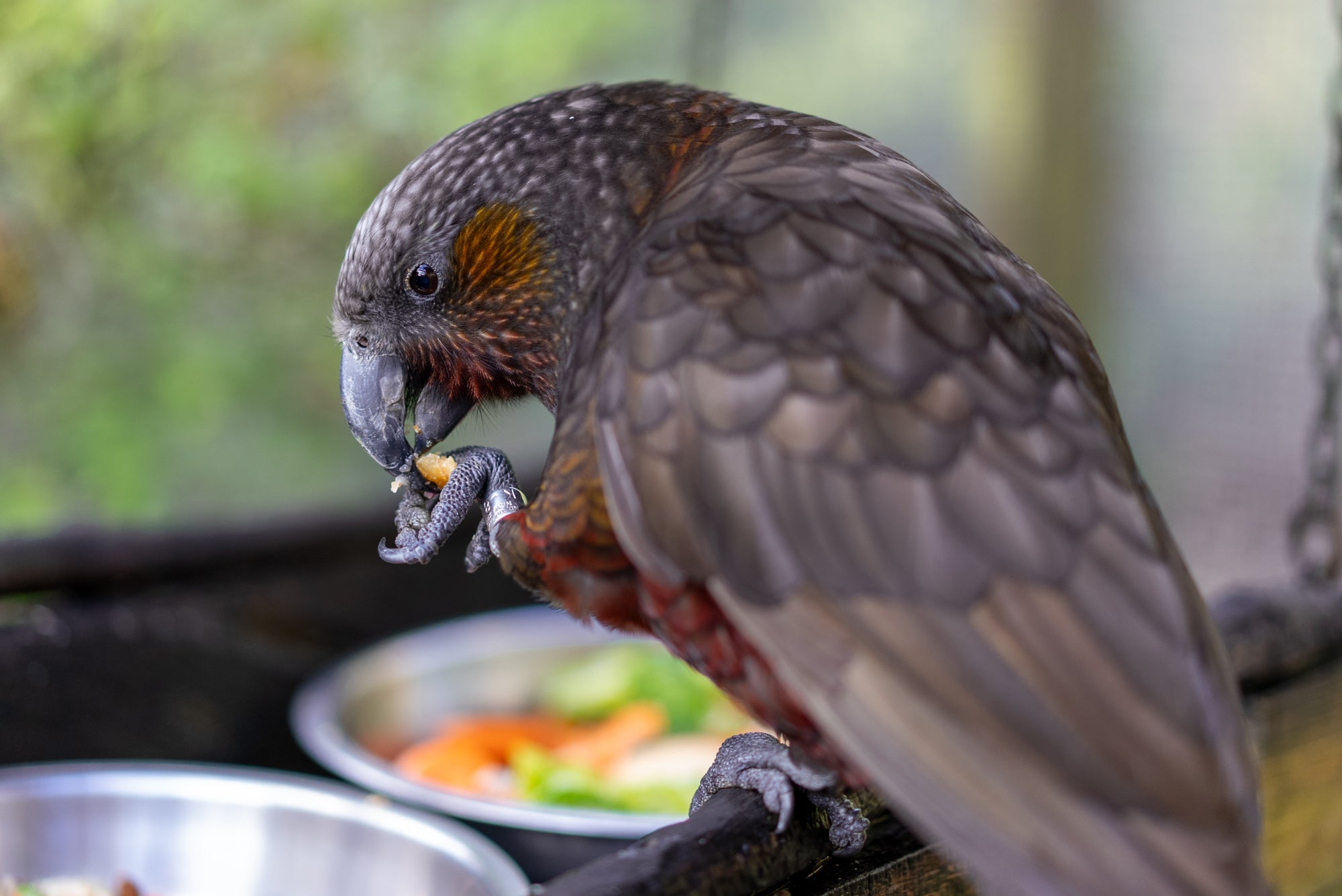 Close up of the Kākā bird eating lunch in the aviary at Ngā Manu nature reserve in Waikanae on the Kāpiti coast.
