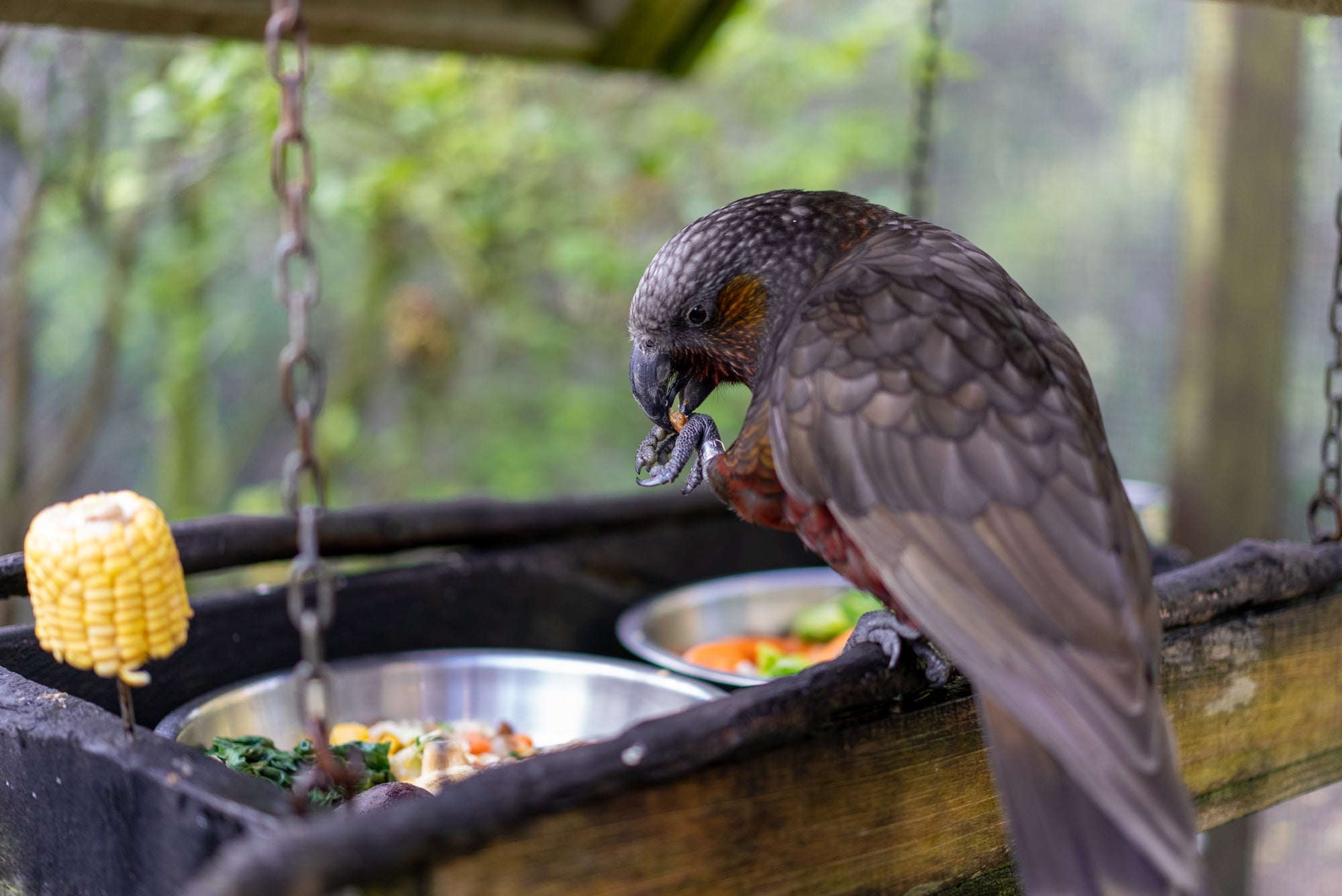 The Kākā bird eating lunch in the aviary at Ngā Manu nature reserve on the Kāpiti coast.