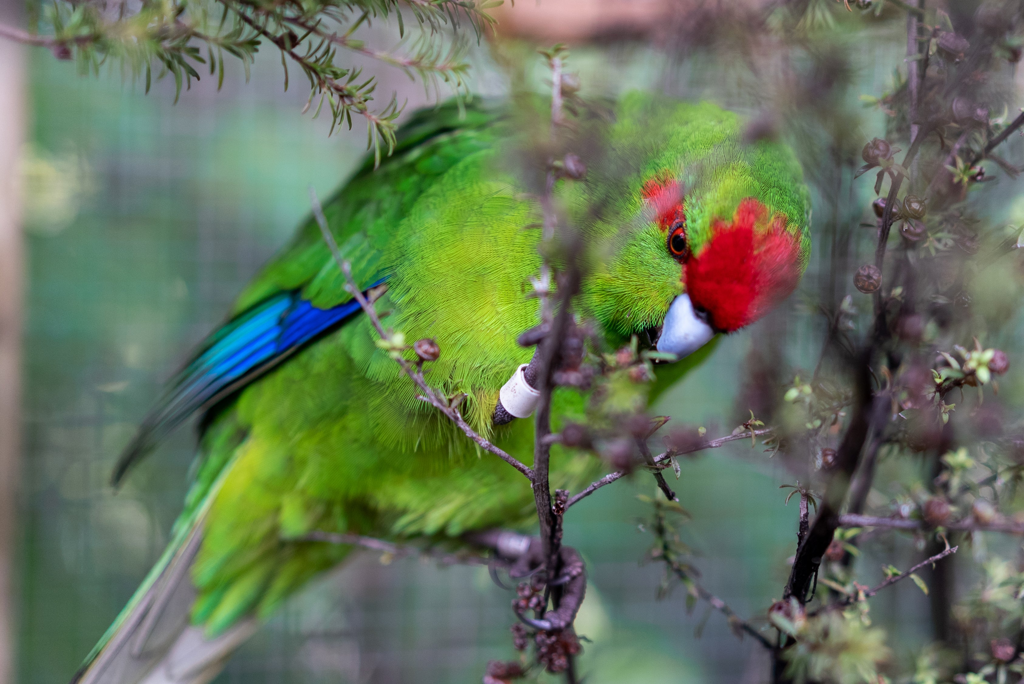 A close up of the Kakariki perched on a tree at Ngā Manu nature reserve in Waikanae on the Kāpiti coast.