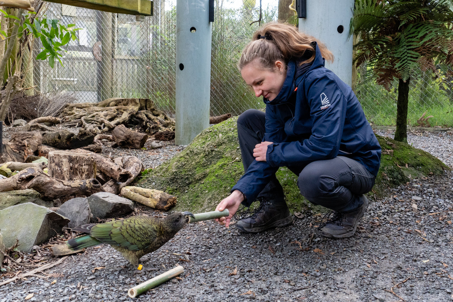 A ranger playing with a Kea as of the husbandry work at Ngā Manu nature reserve in Waikanae on the Kāpiti coast.