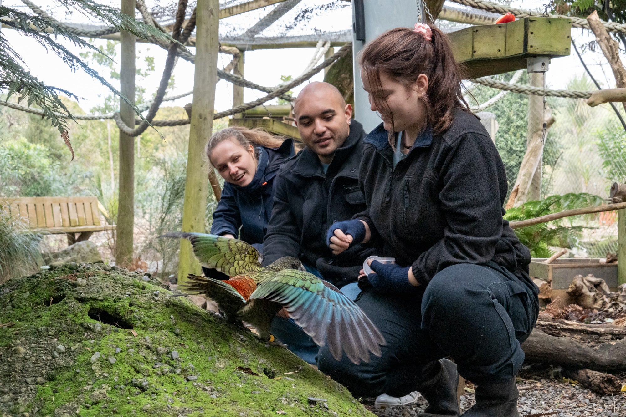 The Rangers feeding and playing with the Kea at Ngā Manu nature reserve in Waikanae on the Kāpiti coast.