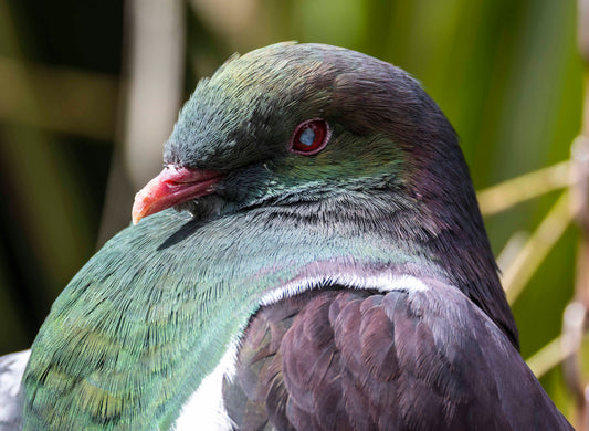 An extreme close up of the Kererů at Ngā Manu nature reserve in Waikanae on the Kāpiti coast.