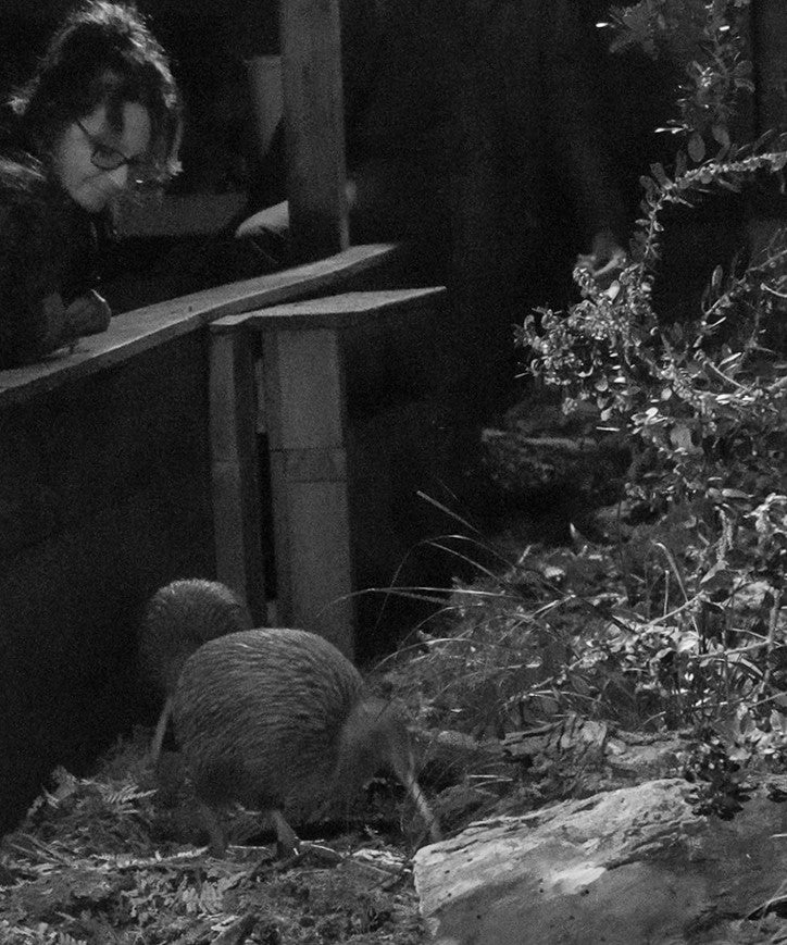 Night vision used for photography of the Kiwi during a Kiwi Night Encounter at Ngā Manu nature reserve in Waikanae on the Kāpiti coast.