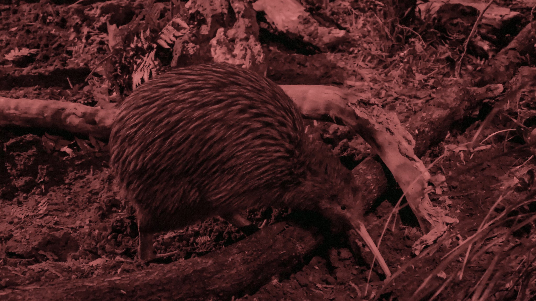 files/Kiwi-Encounter-Child.jpg