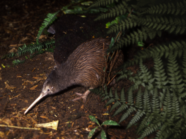 A kiwi during the Kiwi night encounter at Ngā Manu nature reserve in Waikanae on the Kāpiti coast.