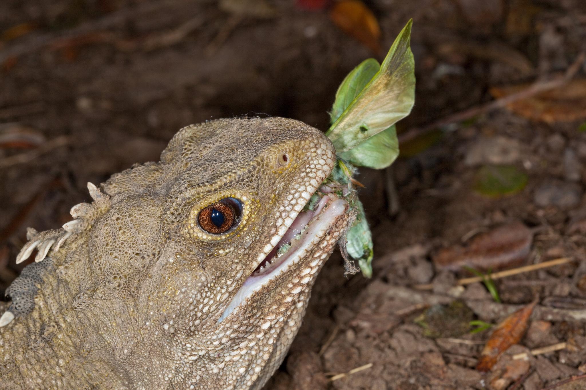 files/Reptiles_Amphibians.jpg