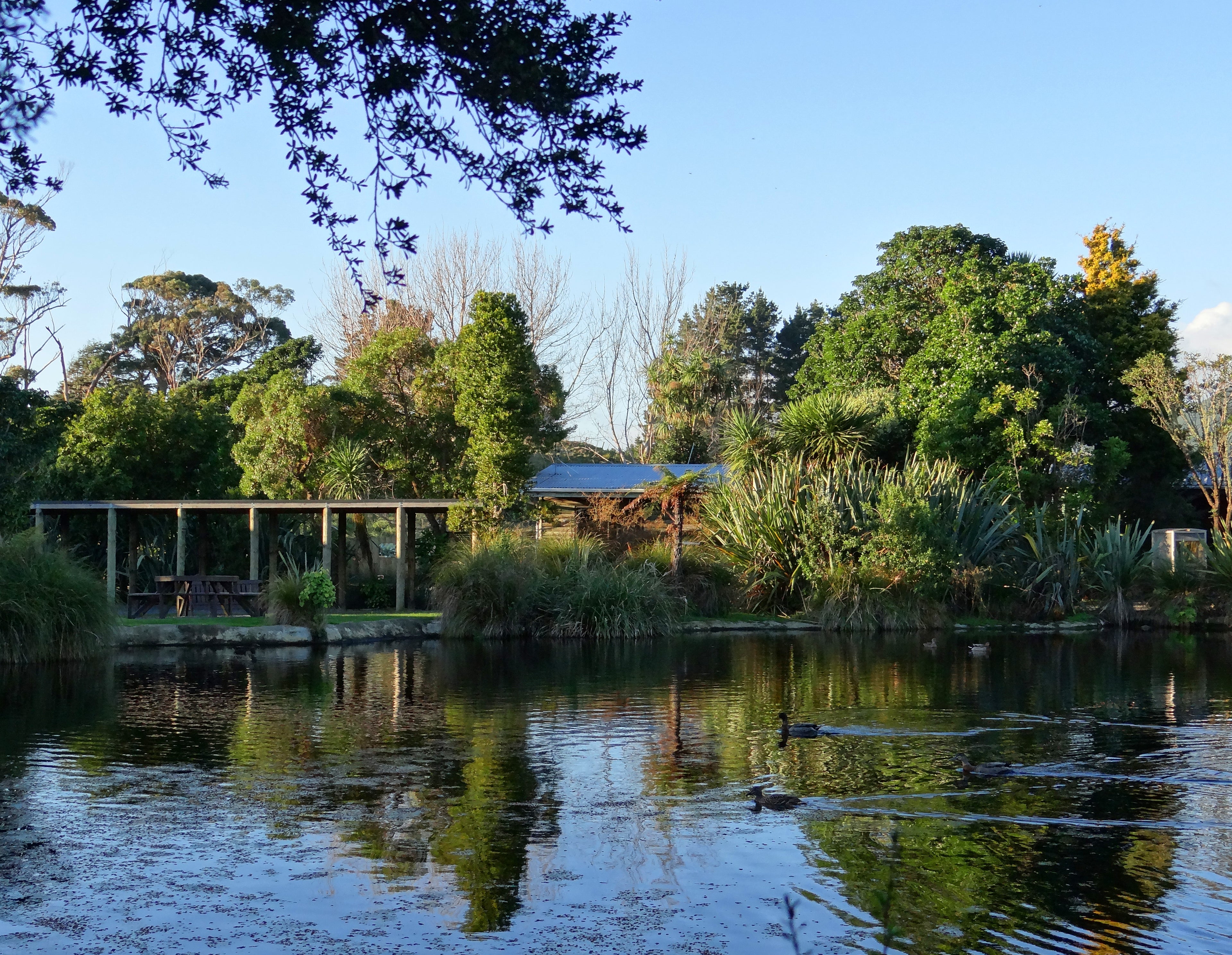 A shot of the pond with Theo's Cottage in the background at Ngā Manu nature reserve in Waikanae on the Kāpiti coast.