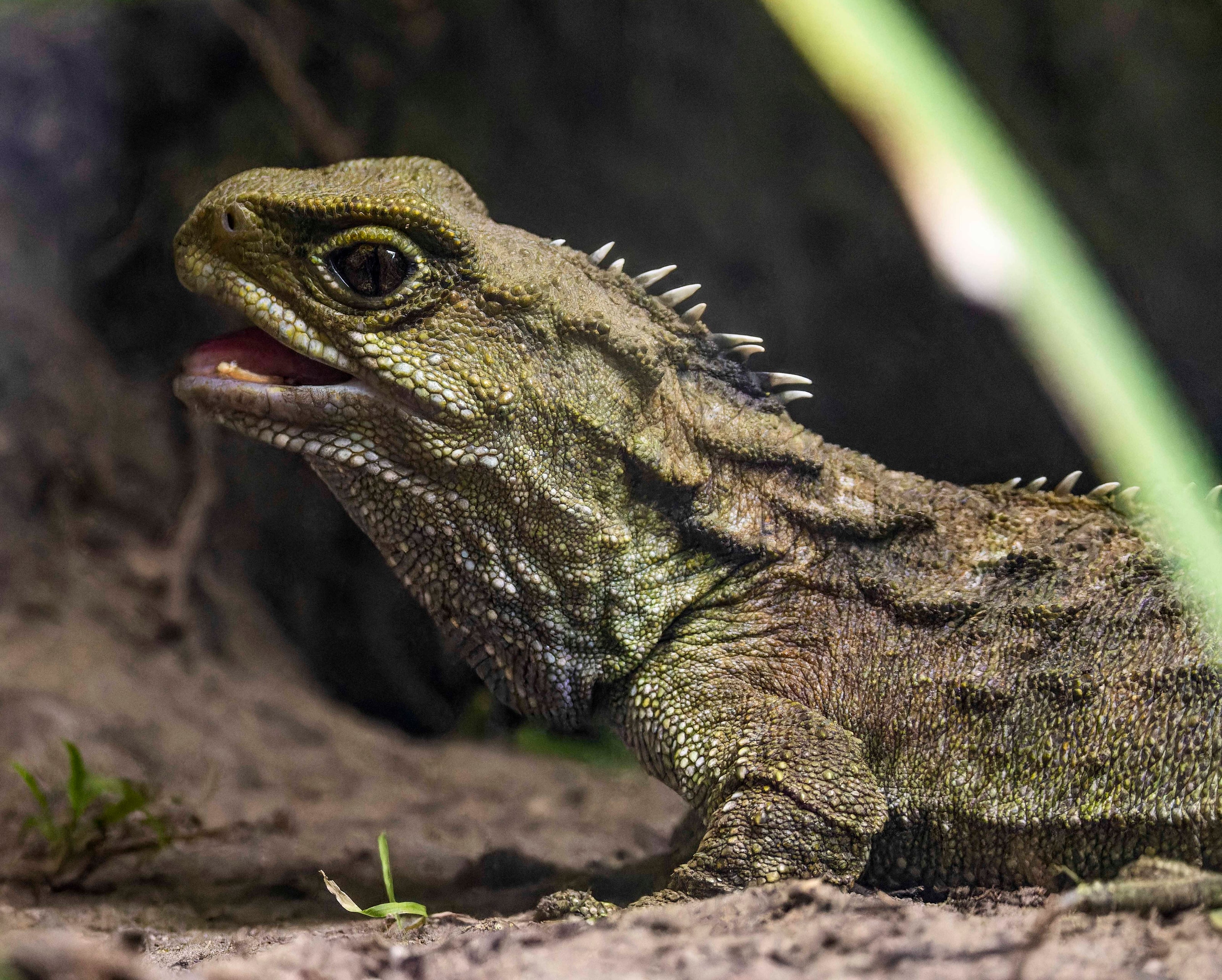 A close up of the Tuatara with mouth open getting ready to eat at Ngā Manu nature reserve in Waikanae on the Kāpiti coast.