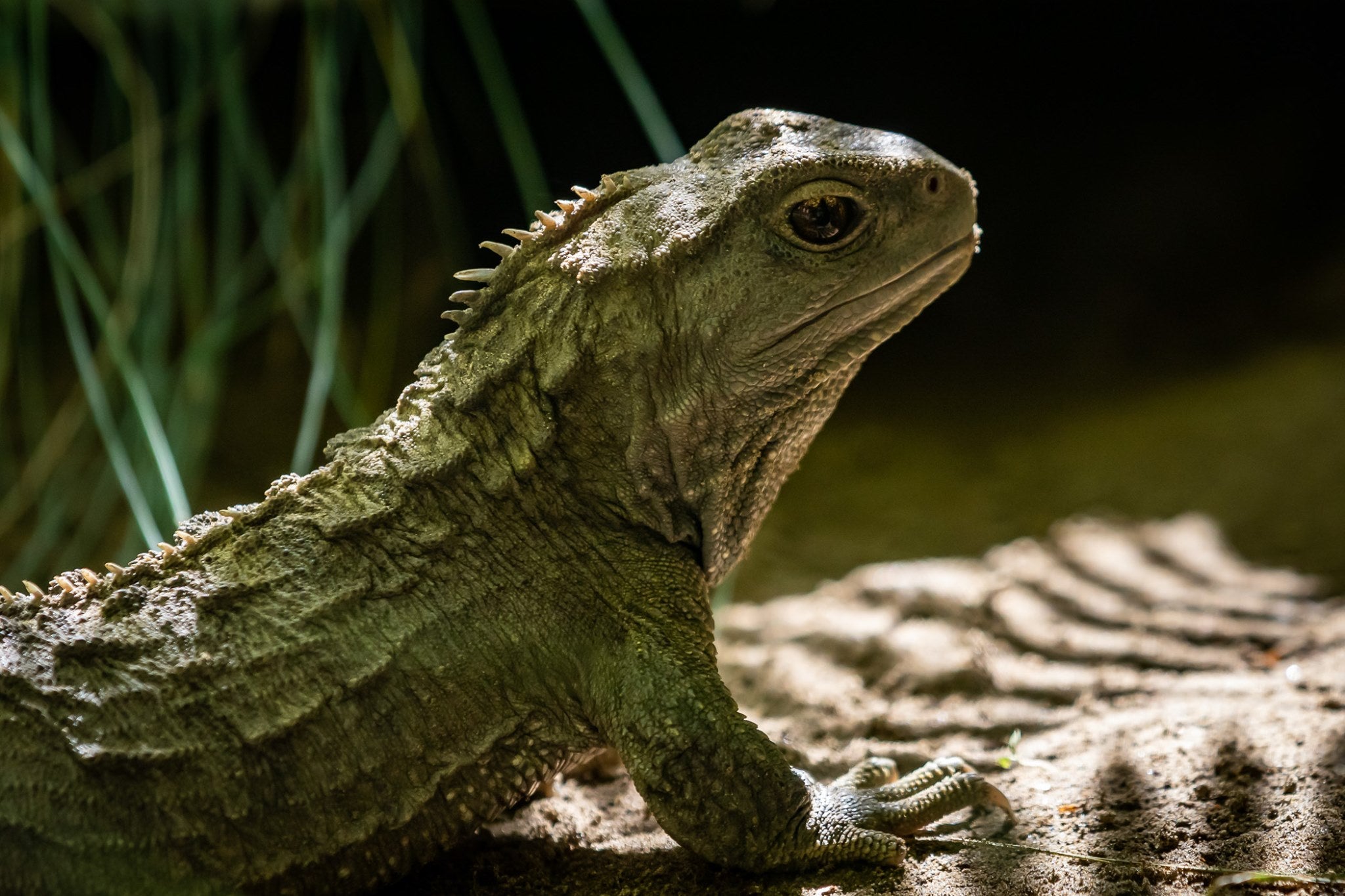 A close up of the Tuatara in her enclosure at Ngā Manu nature reserve in Waikanae on the Kāpiti coast.