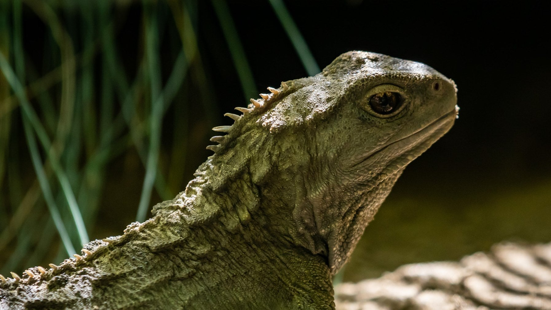 A close up of the Tuatara at Ngā Manu nature reserve in Waikanae on the Kāpiti coast.