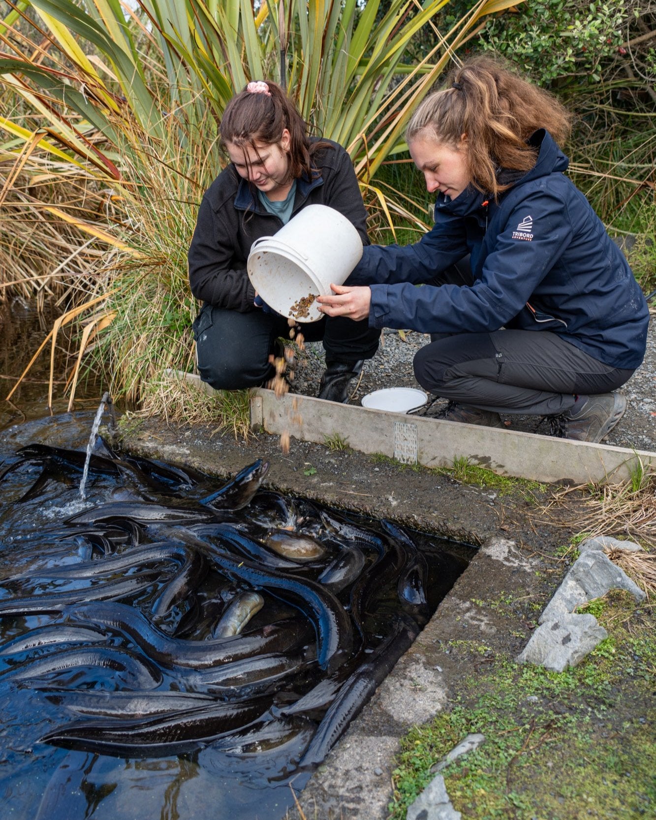 The rangers feeding the Tuna (eel) at Ngā Manu nature reserve in Waikanae on the Kāpiti coast.