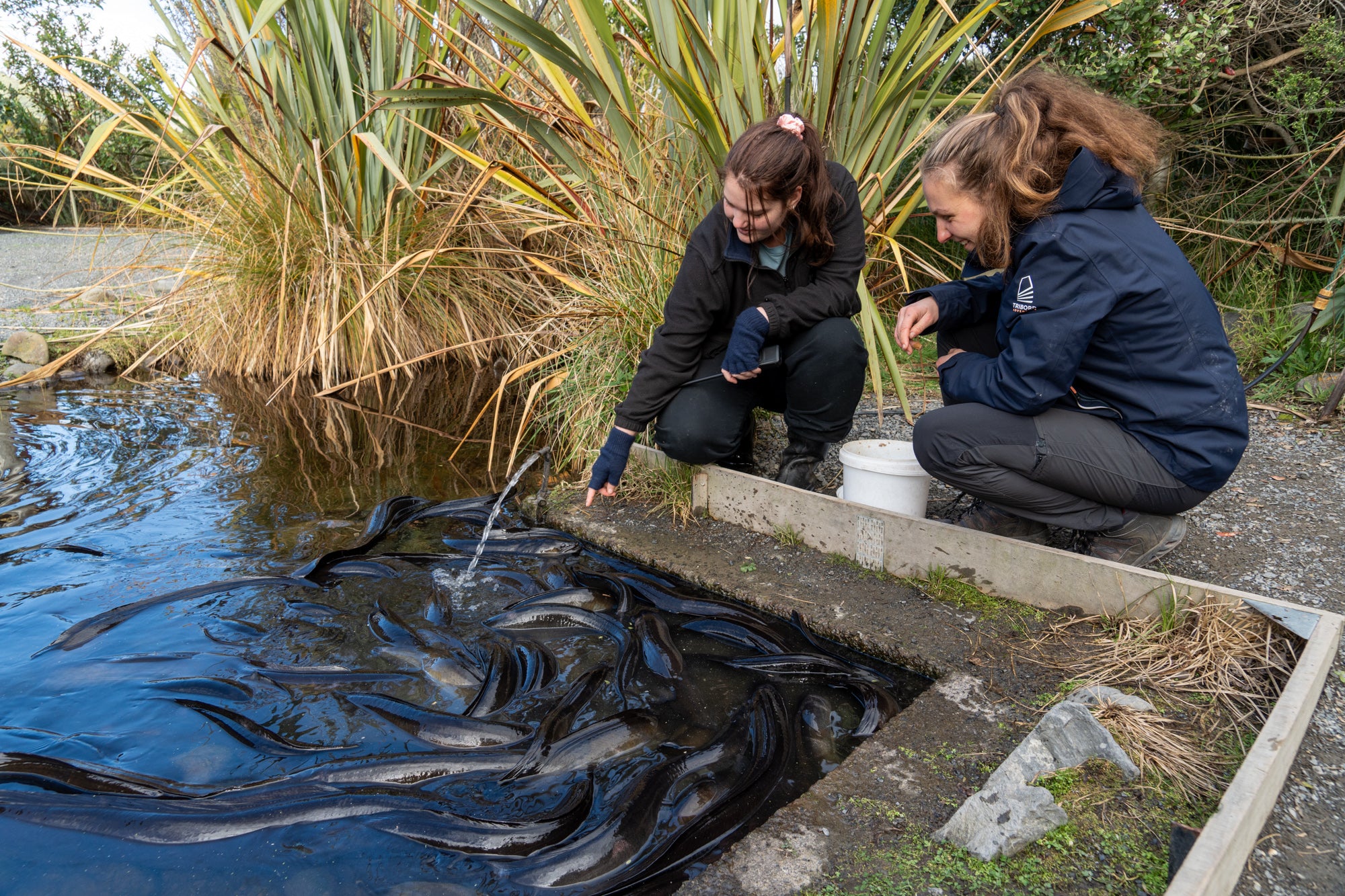 Rangers taking care of the Tuna (eels) at Ngā Manu nature reserve in Waikanae on the Kāpiti coast.