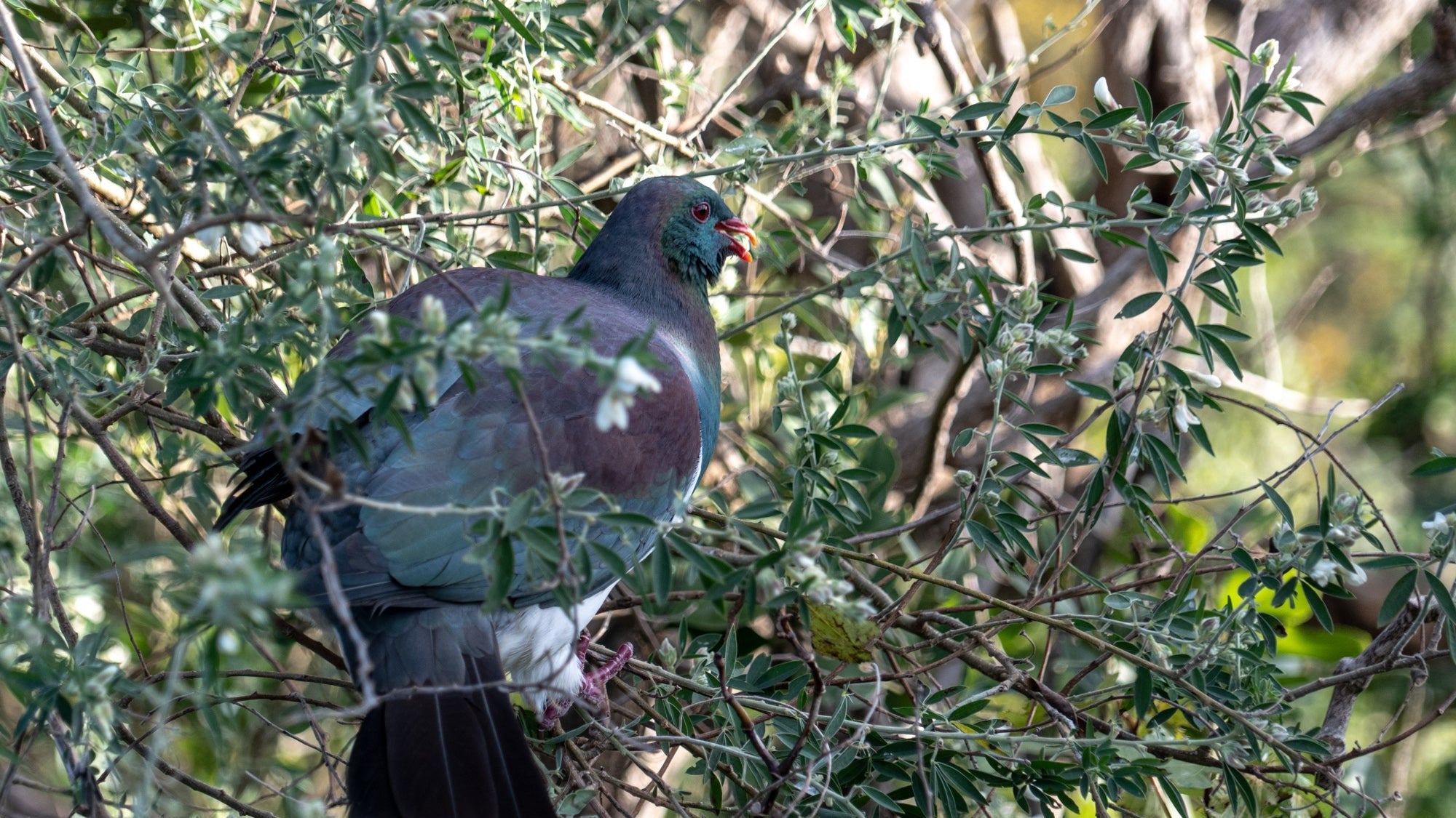 A Kereru bird perched in a tree eating berries, seen from Piki's Perch at Ngā Manu nature reserve in Waikanae on the Kāpiti coast.