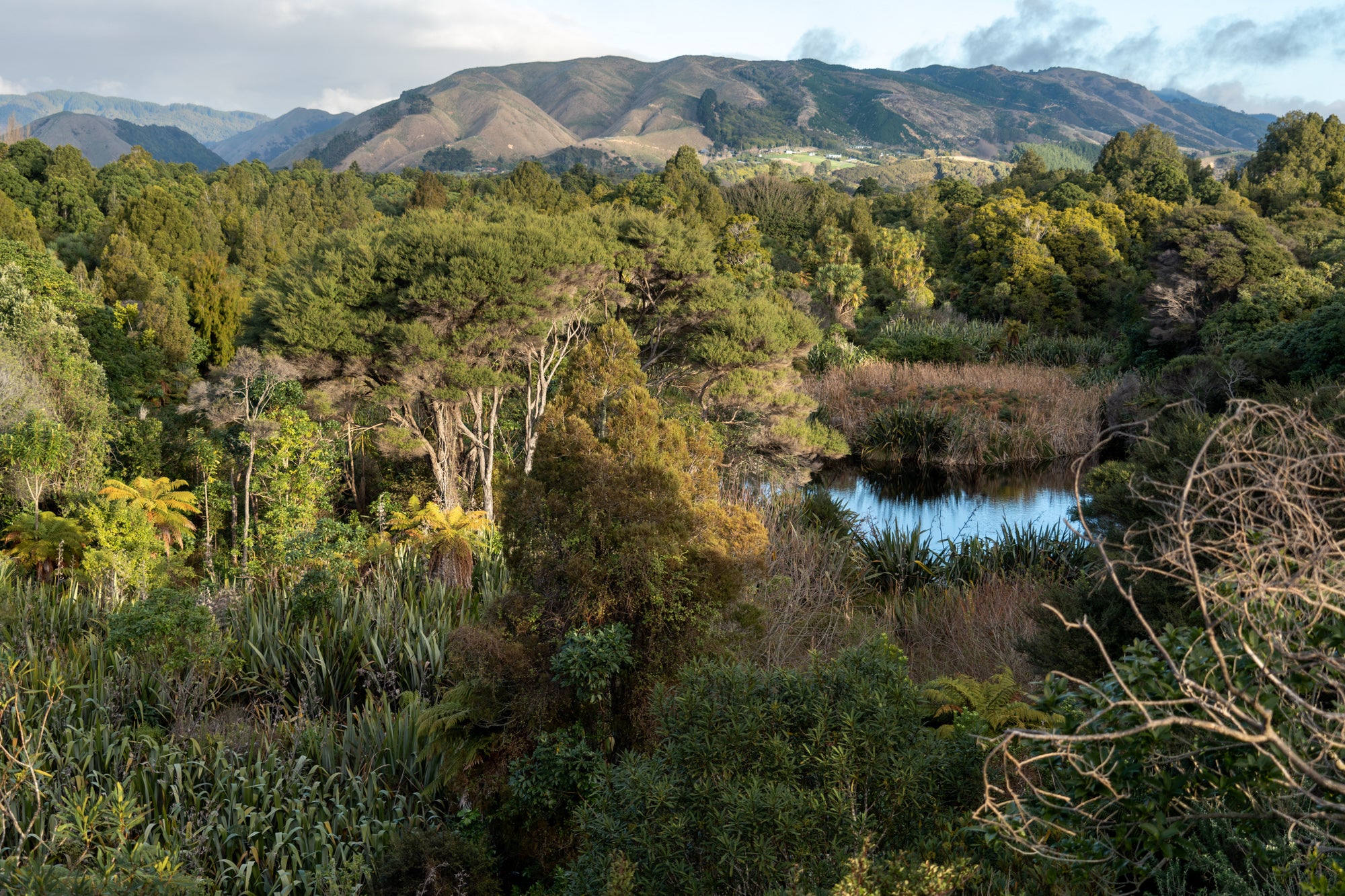 the trees and wetland at Ngā Manu nature reserve. The Waikanae hills on the Kāpiti coast are seen in the background.