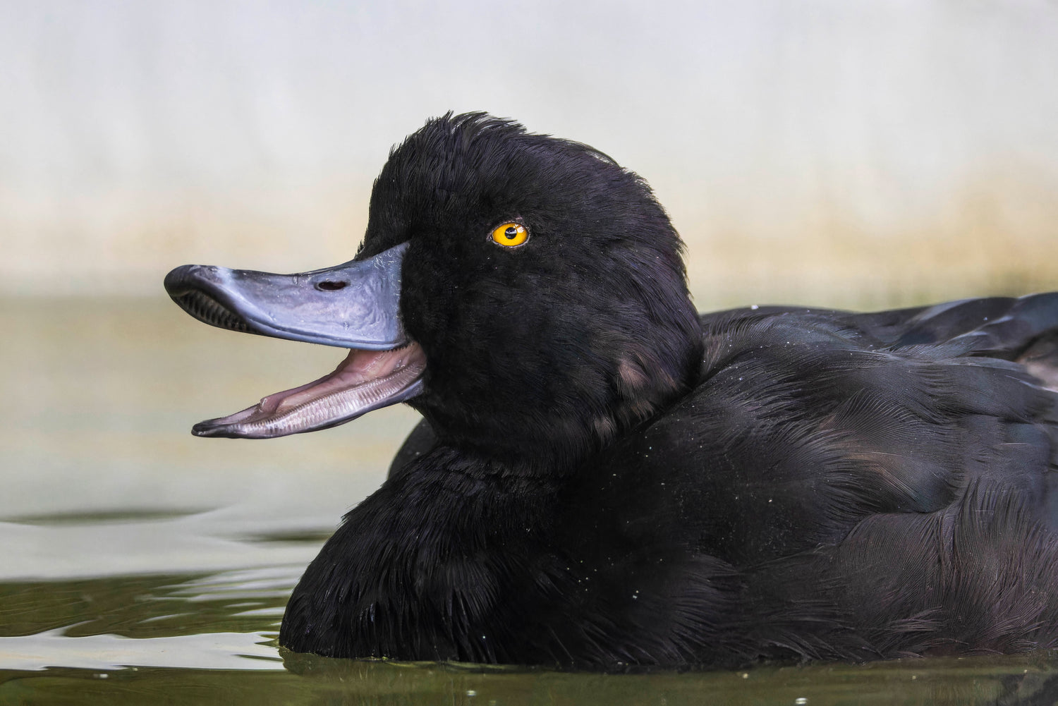 An all black duck with its mouth open swimming in a pond at Ngā Manu nature reserve in Waikanae on the Kāpiti coast.